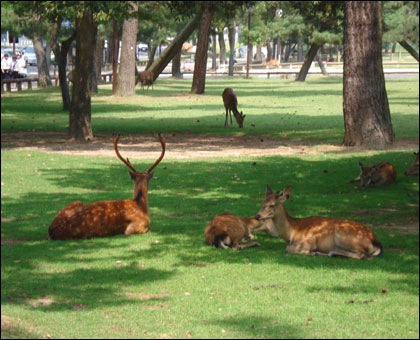 公園 奈良