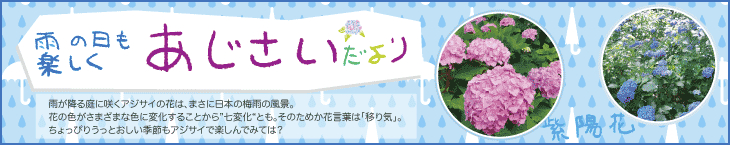 雨の日も楽しく　あじさいだより