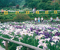 柳生花しょうぶ園