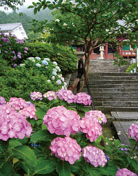 矢田寺