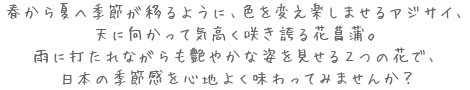 春から夏へ季節が移るように、色を変え楽しませるアジサイ、天に向かって気高く咲き誇る花菖蒲。